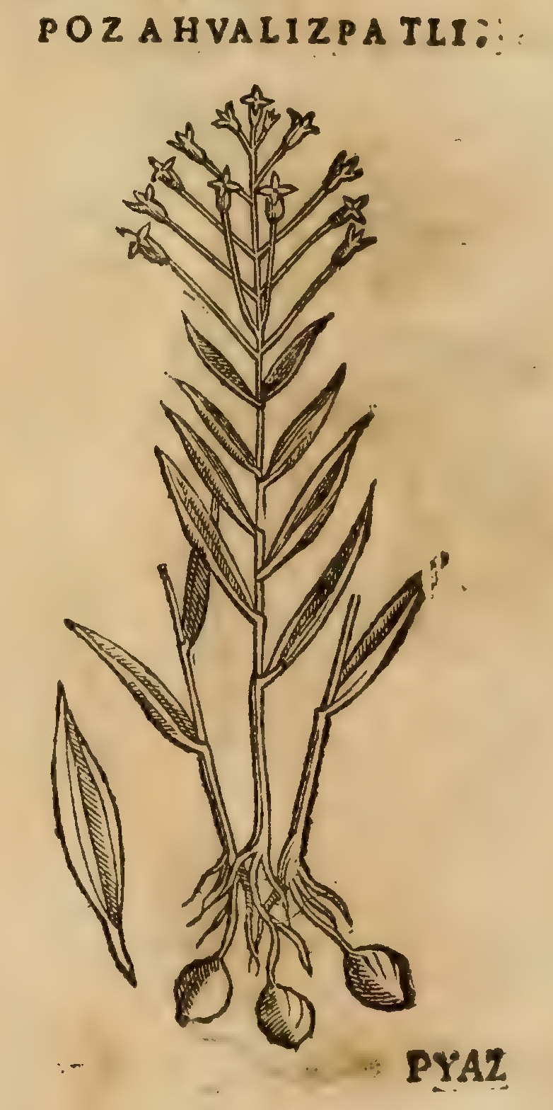 Hernández XI 398v, pozahualizpatli