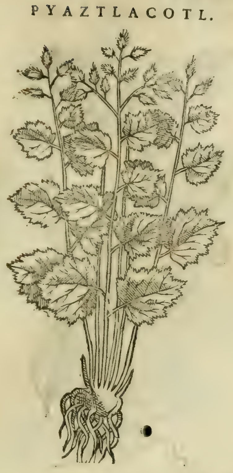 Hernández XI 399r, piaztlacotl