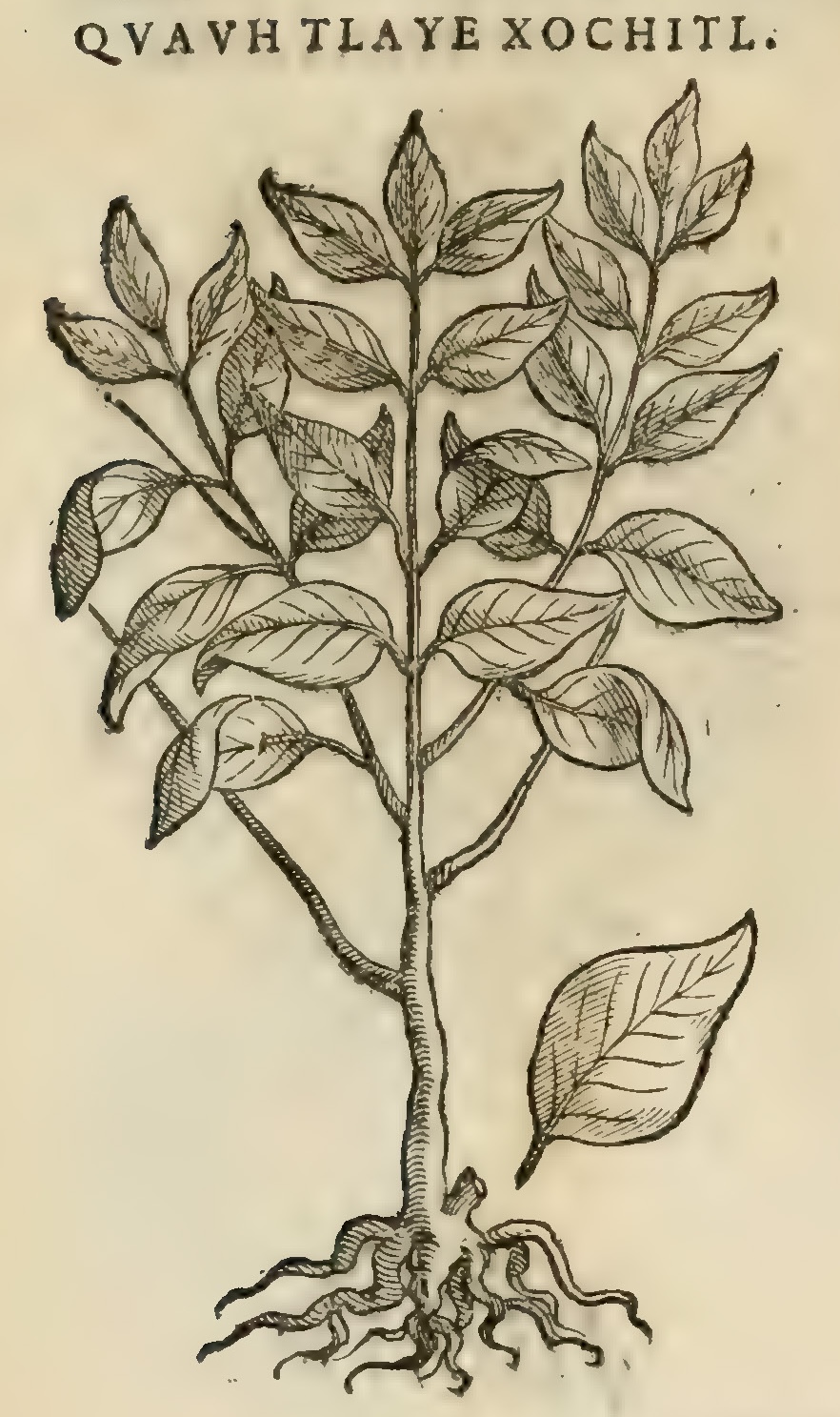 Hernández XI 404v, cuauhtlayexochitl