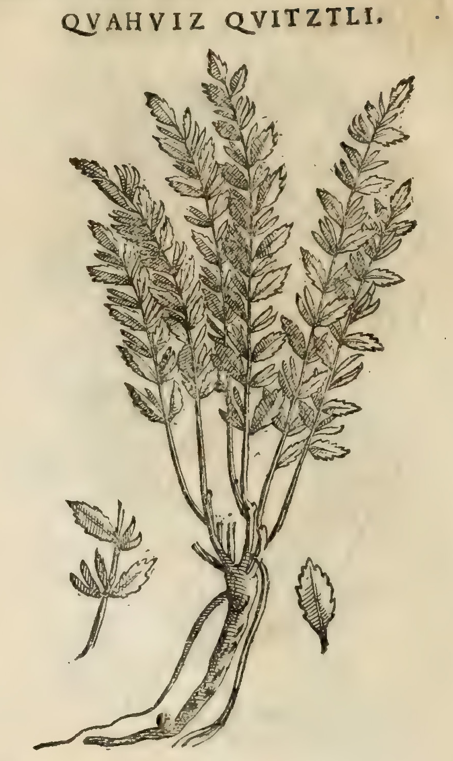 Hernández XI 404v, cuauhviz cuitztli