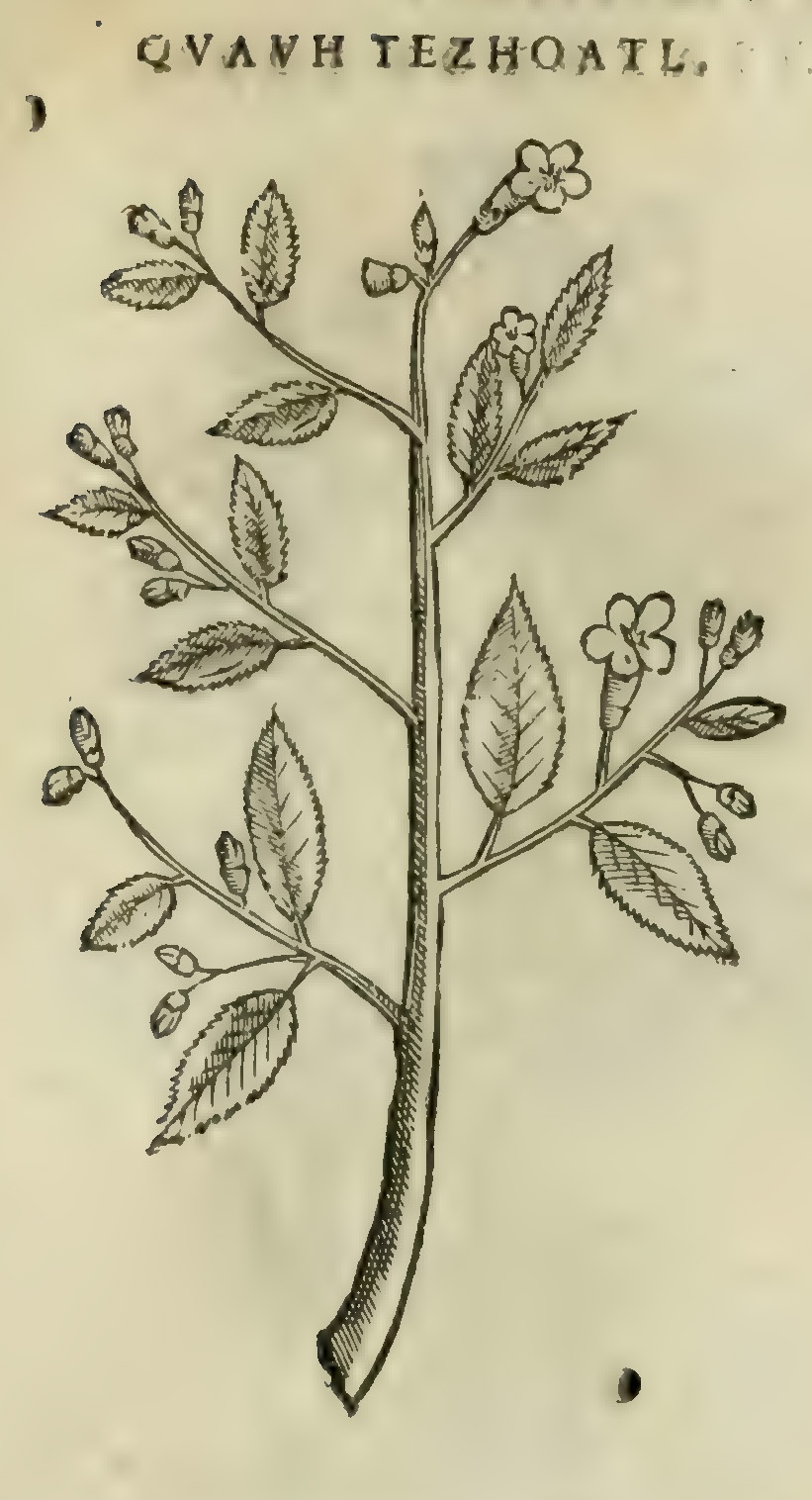 Hernández XI 405r, cuauh tezhuatl