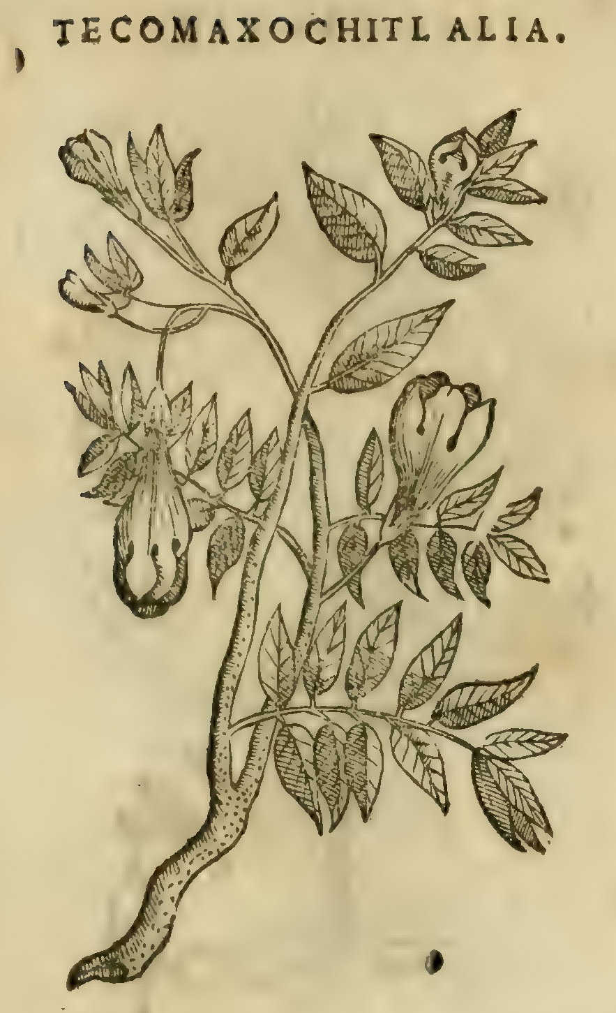 Hernández XI 409r, tecomaxochitl alia