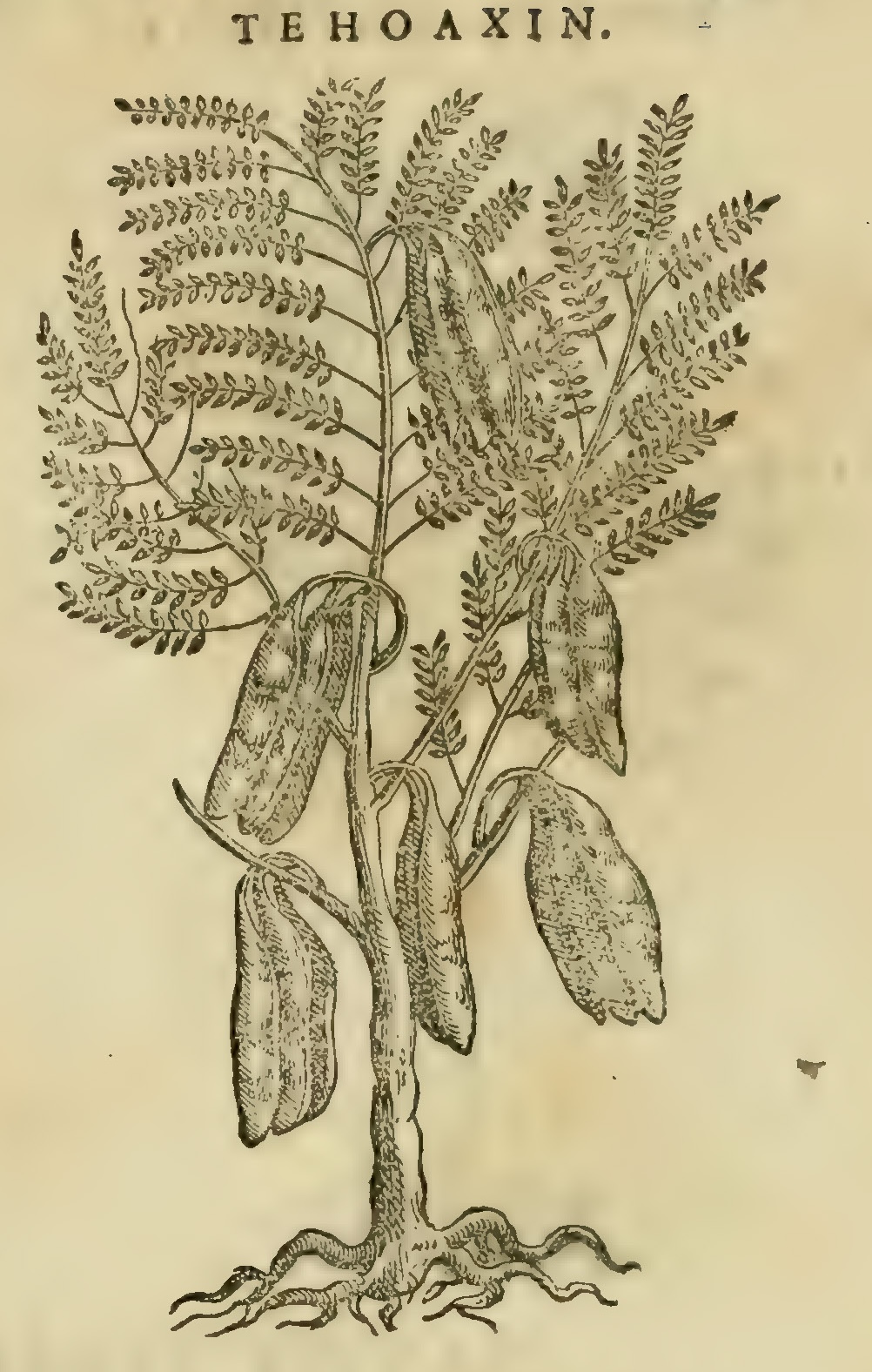 Hernández XI 409r, tehuaxin