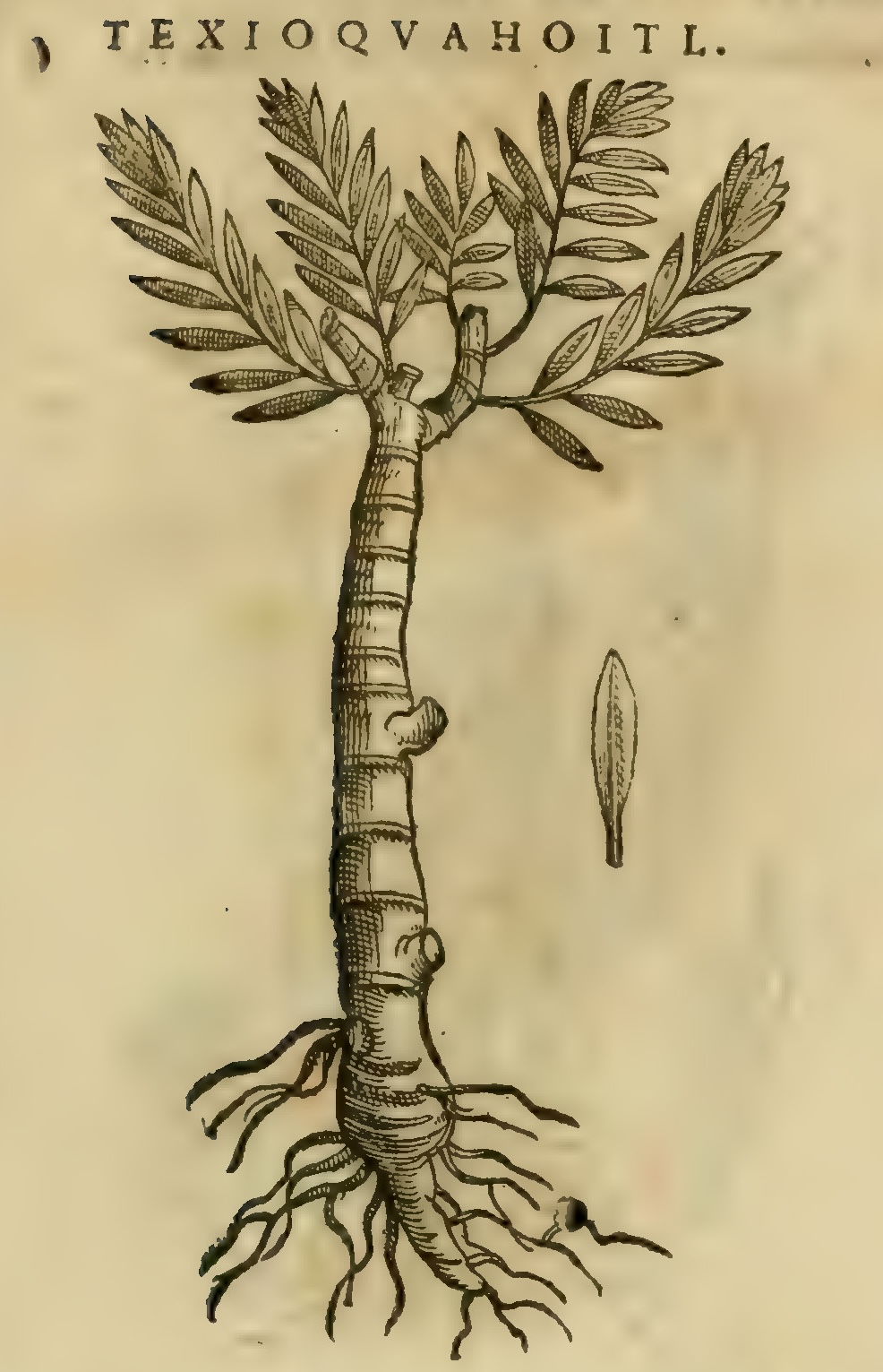 Hernández XI 413r, texiocuahuitl