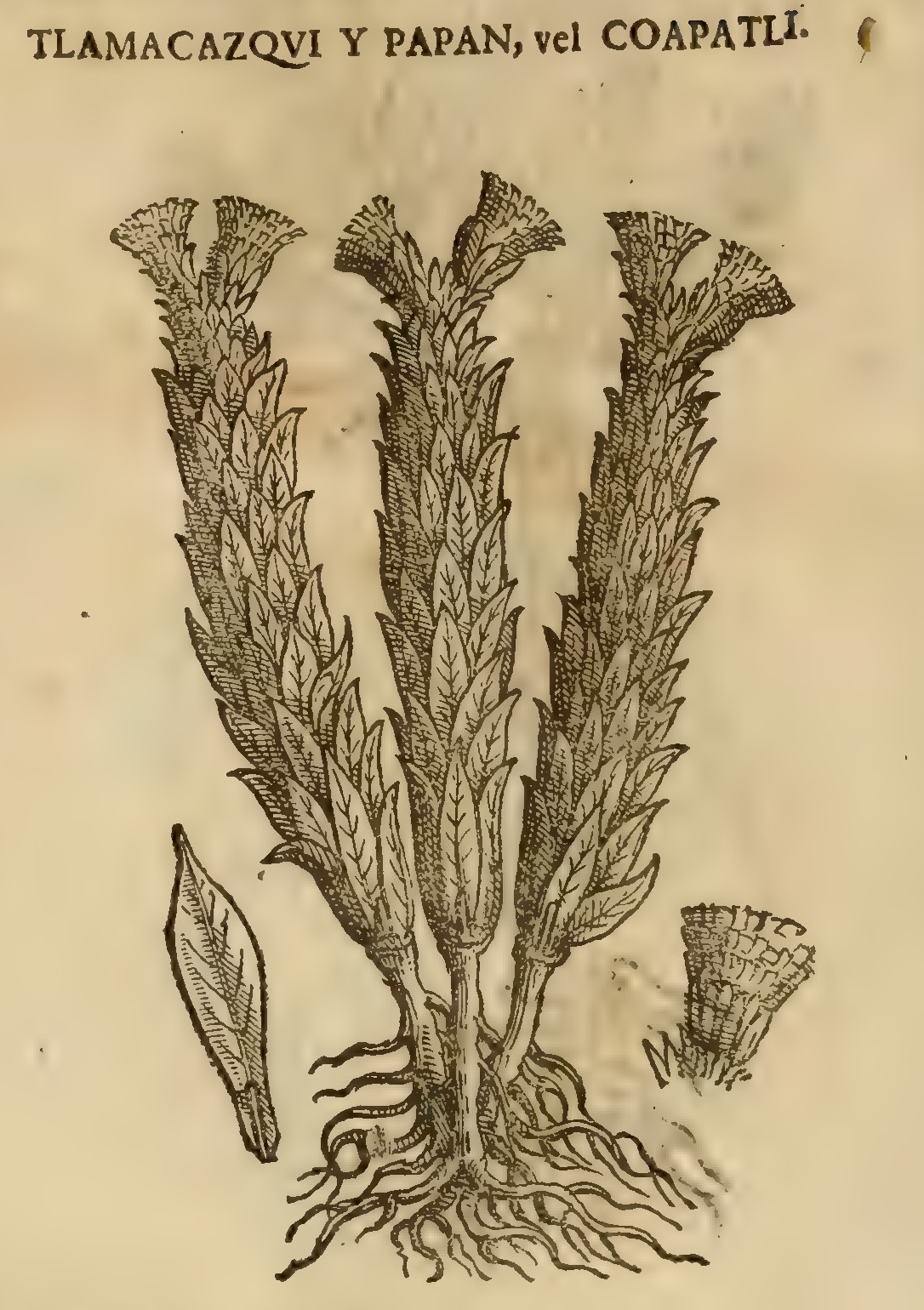 Hernández XI 414v, tlamacazqui y papan, coapatli