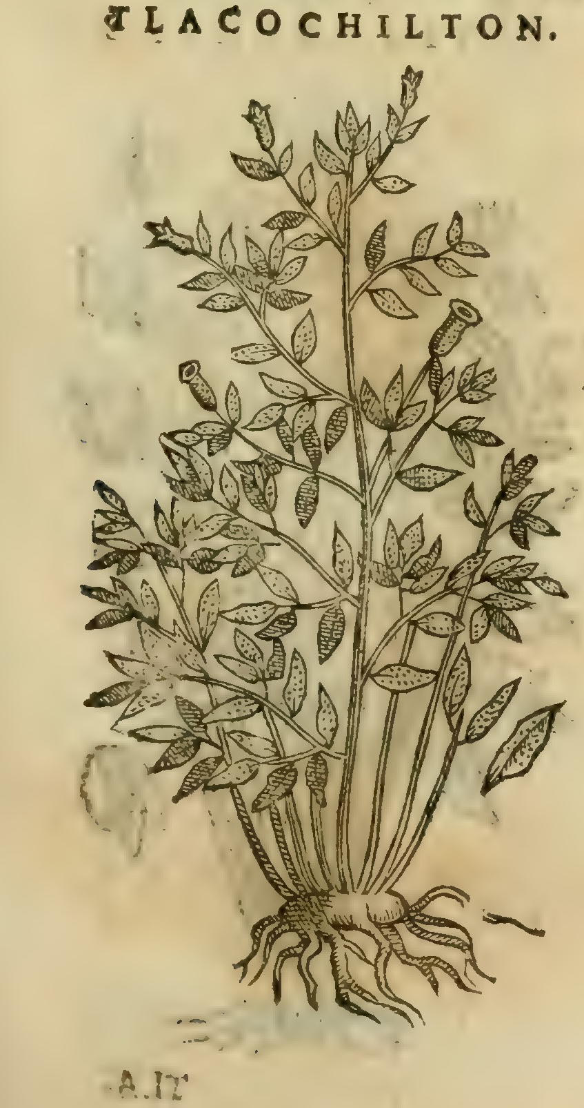 Hernández XI 415r, tlacochilton