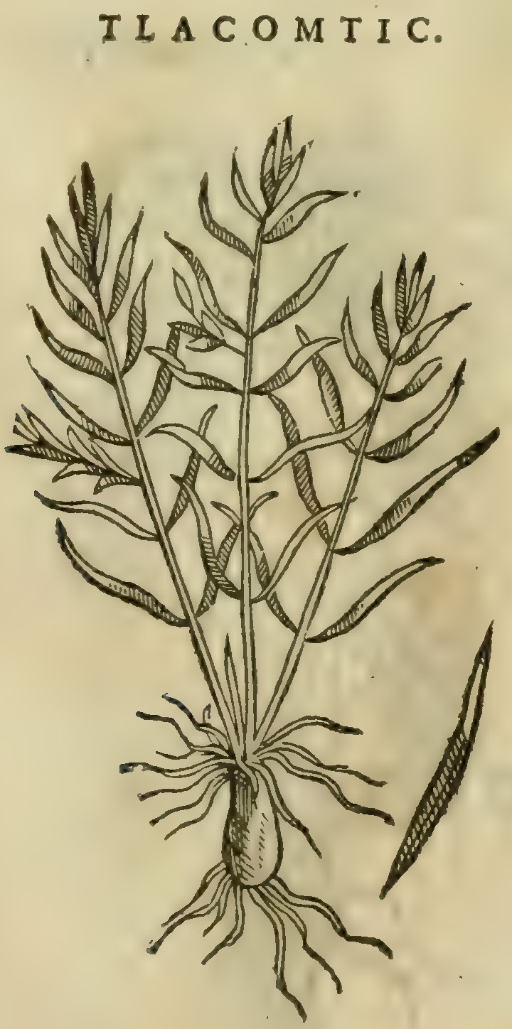 Hernández XI 417r, tlacomtic