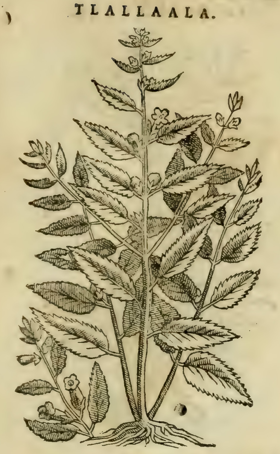 Hernández XI 419r, tlala ala