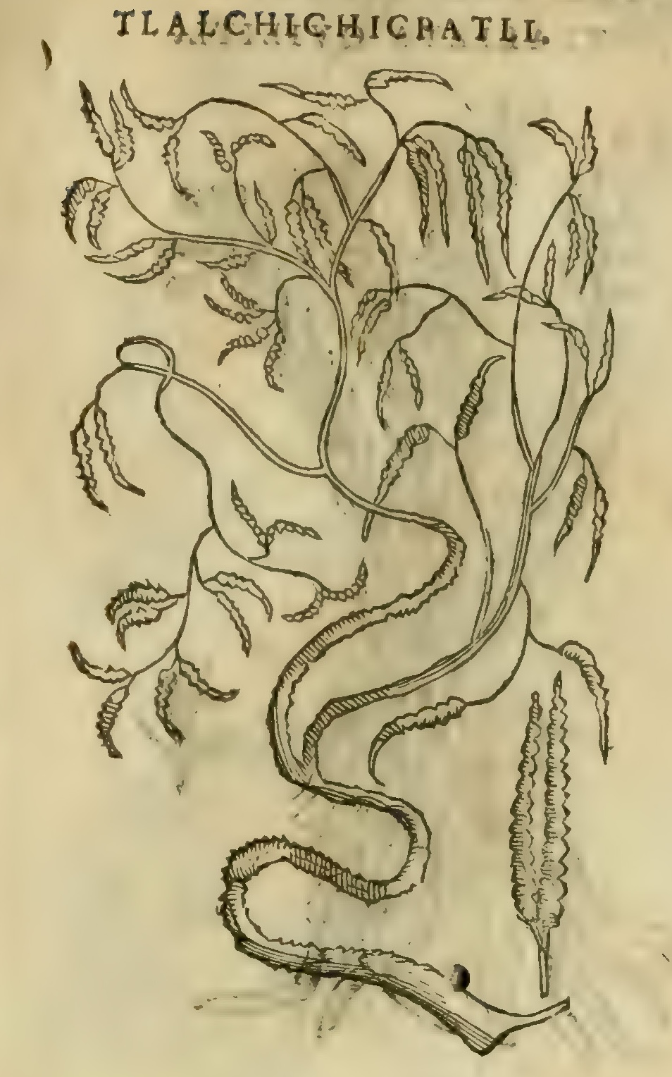 Hernández XI 421r, tlalchichicpatli
