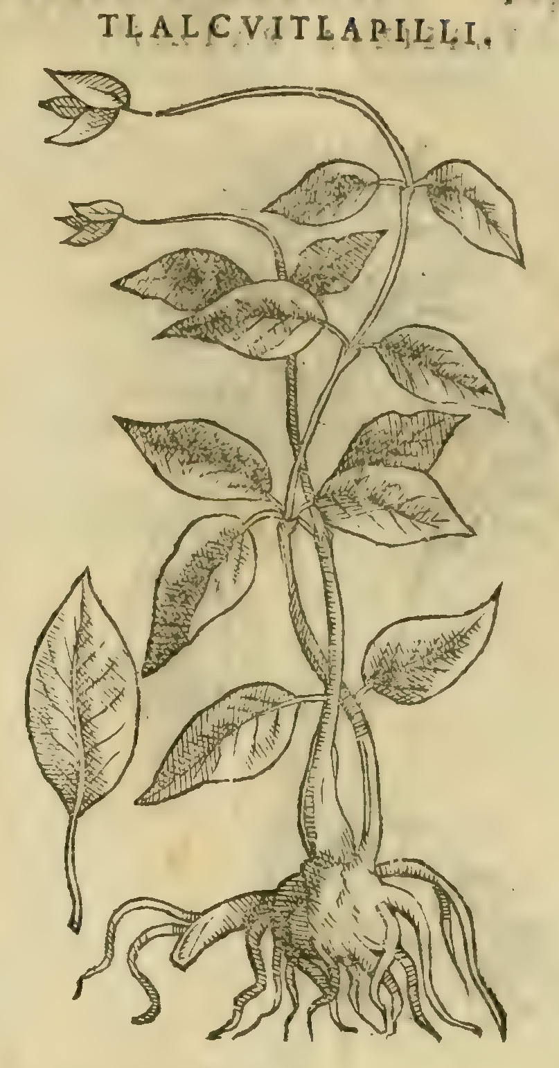 Hernández XI 421r, tlalcuitlapili