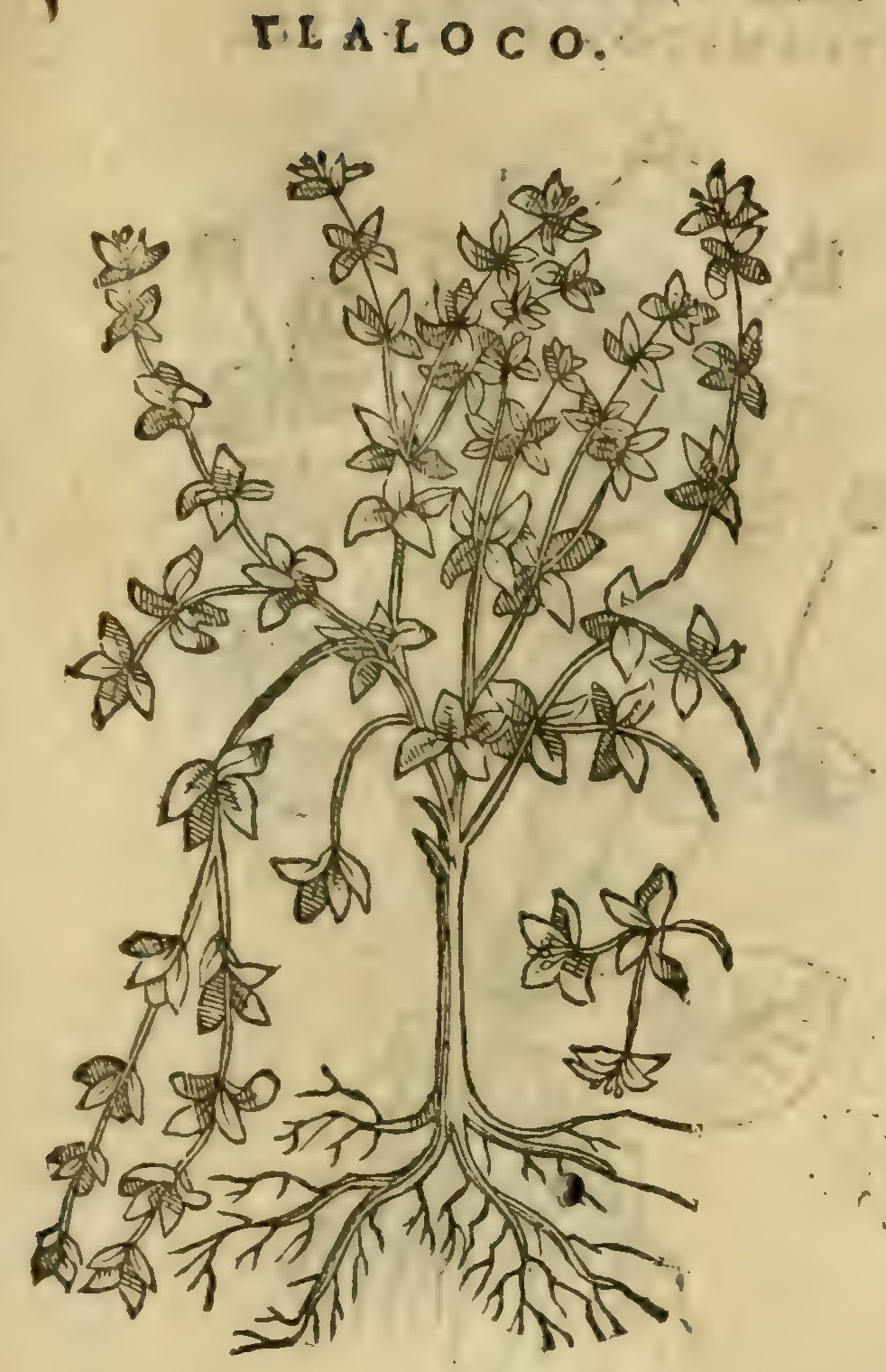 Hernández XI 423r, tlaloco