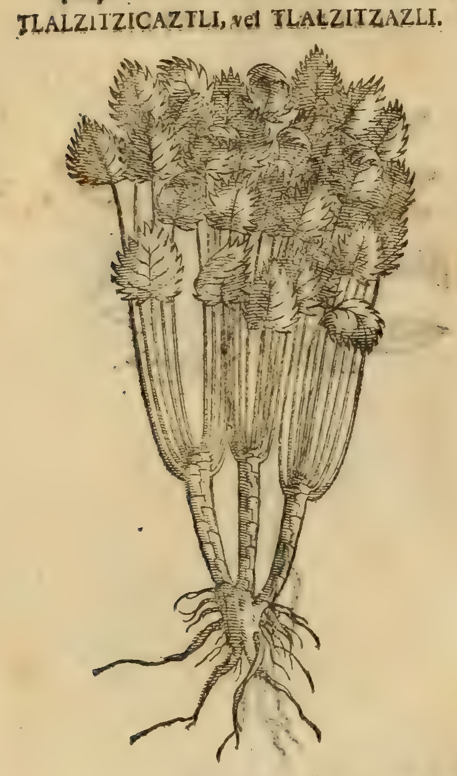 Hernández XI 424v, tlalzitzicaztli, tlalzitzazli