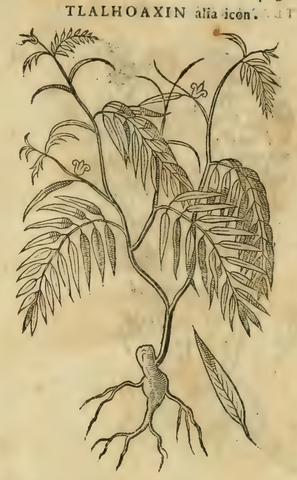 Hernández XI 425r, tlalhuaxin alia