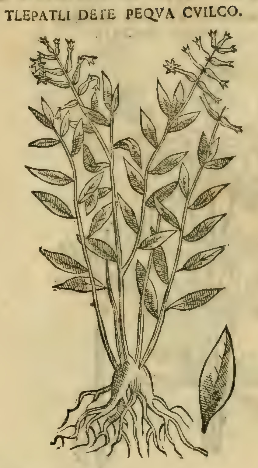 Hernández XI 429r, tlepatli de tepecuacuilco