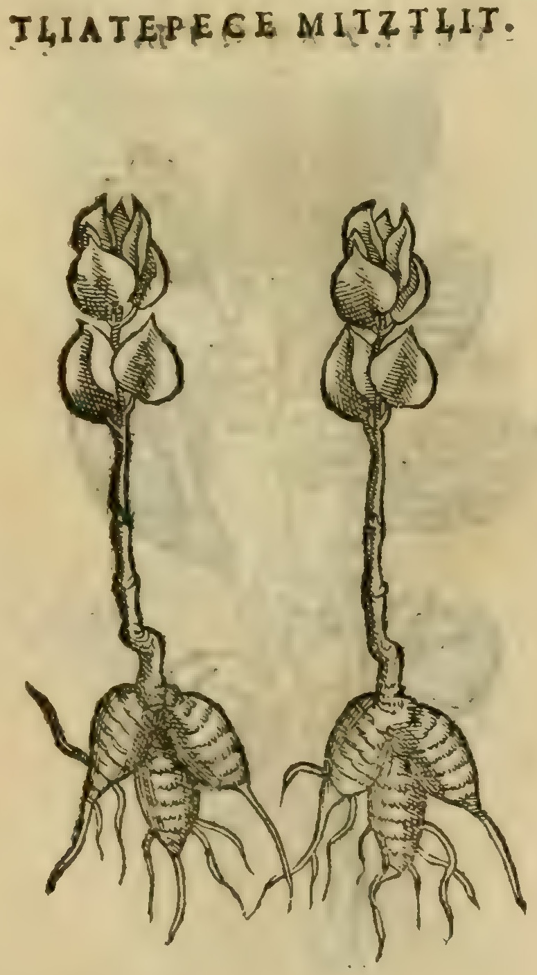 Hernández XI 429r, tliatepece mitztlit