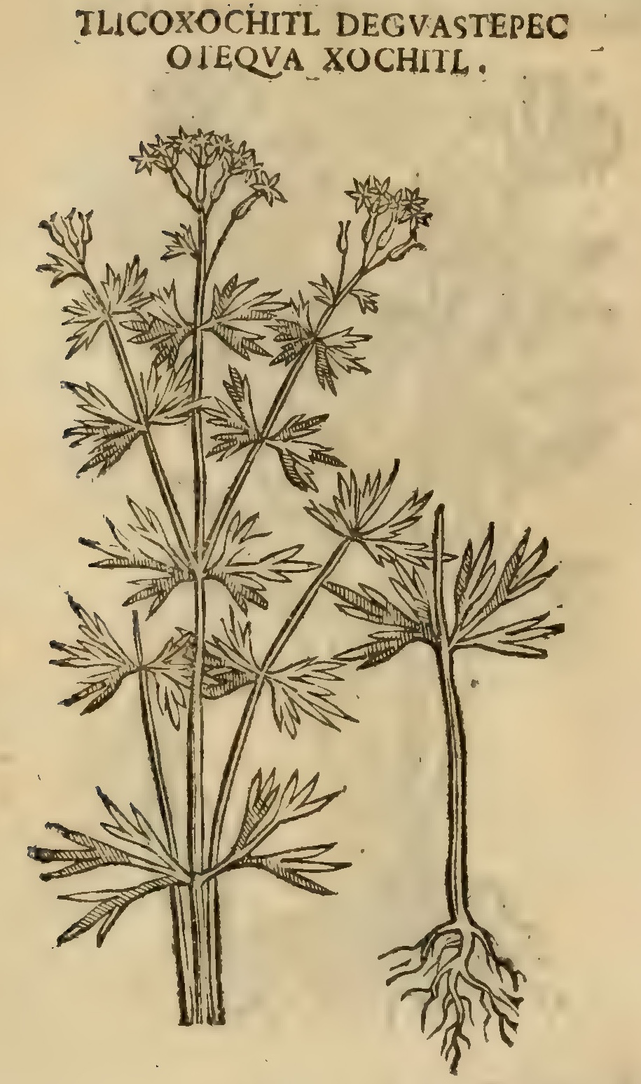Hernández XI 430v, tlicoxochitl, otequa xochitl