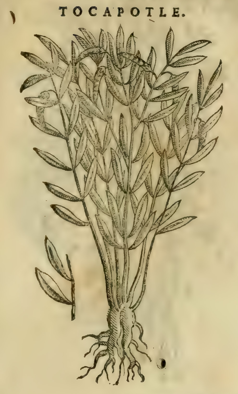 Hernández XI 431r, tocapotle