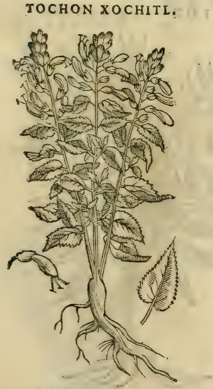 Hernández XI 431r, tochon xochitl