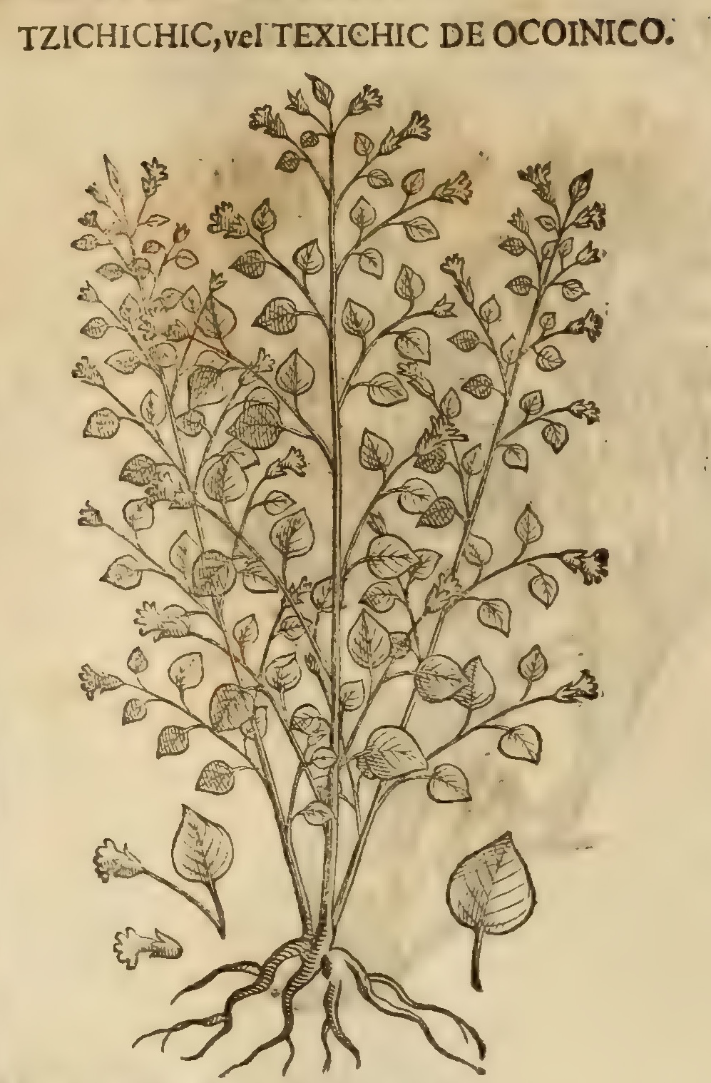 Hernández XI 434v, tzichichic, texichic