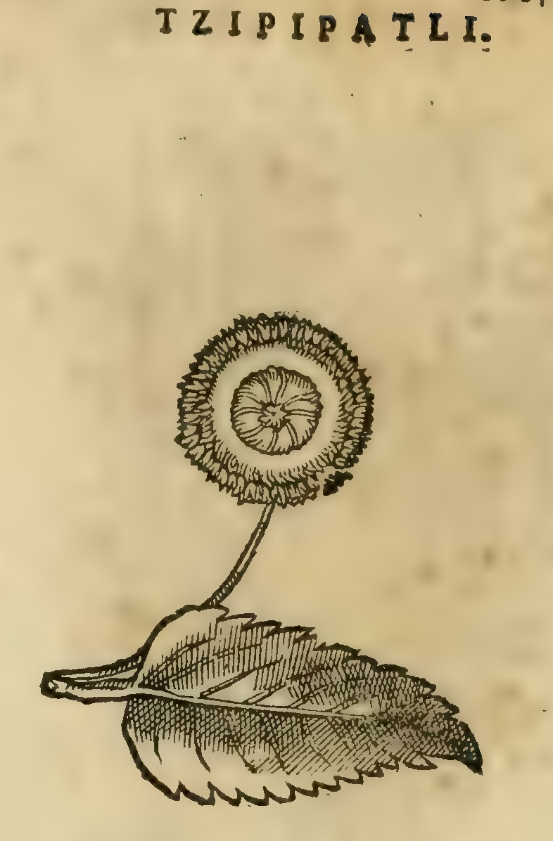 Hernández XI 435r, tzipipatli