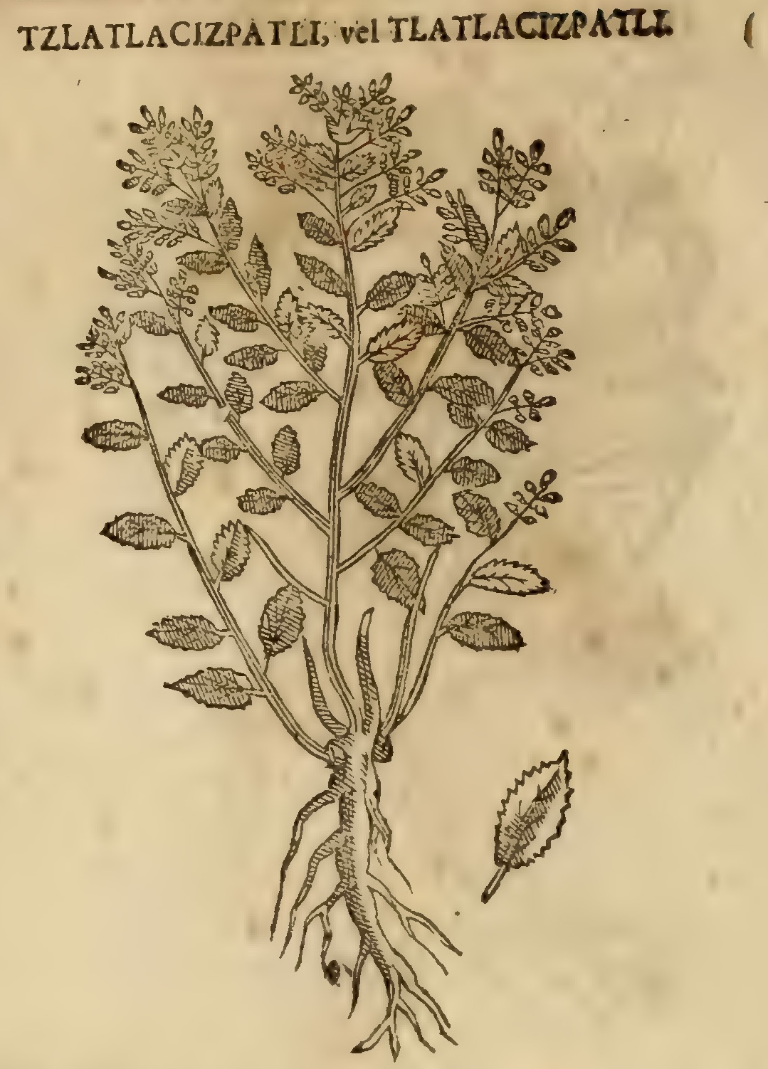 Hernández XI 436v, tzaltlacizpatli, tlatlacizpatli