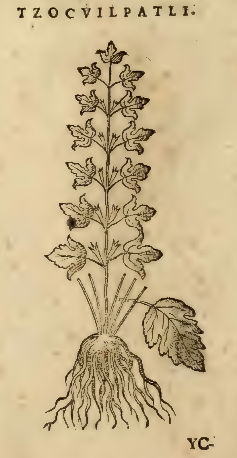 Hernández XI 436v, tzocuilpatli.