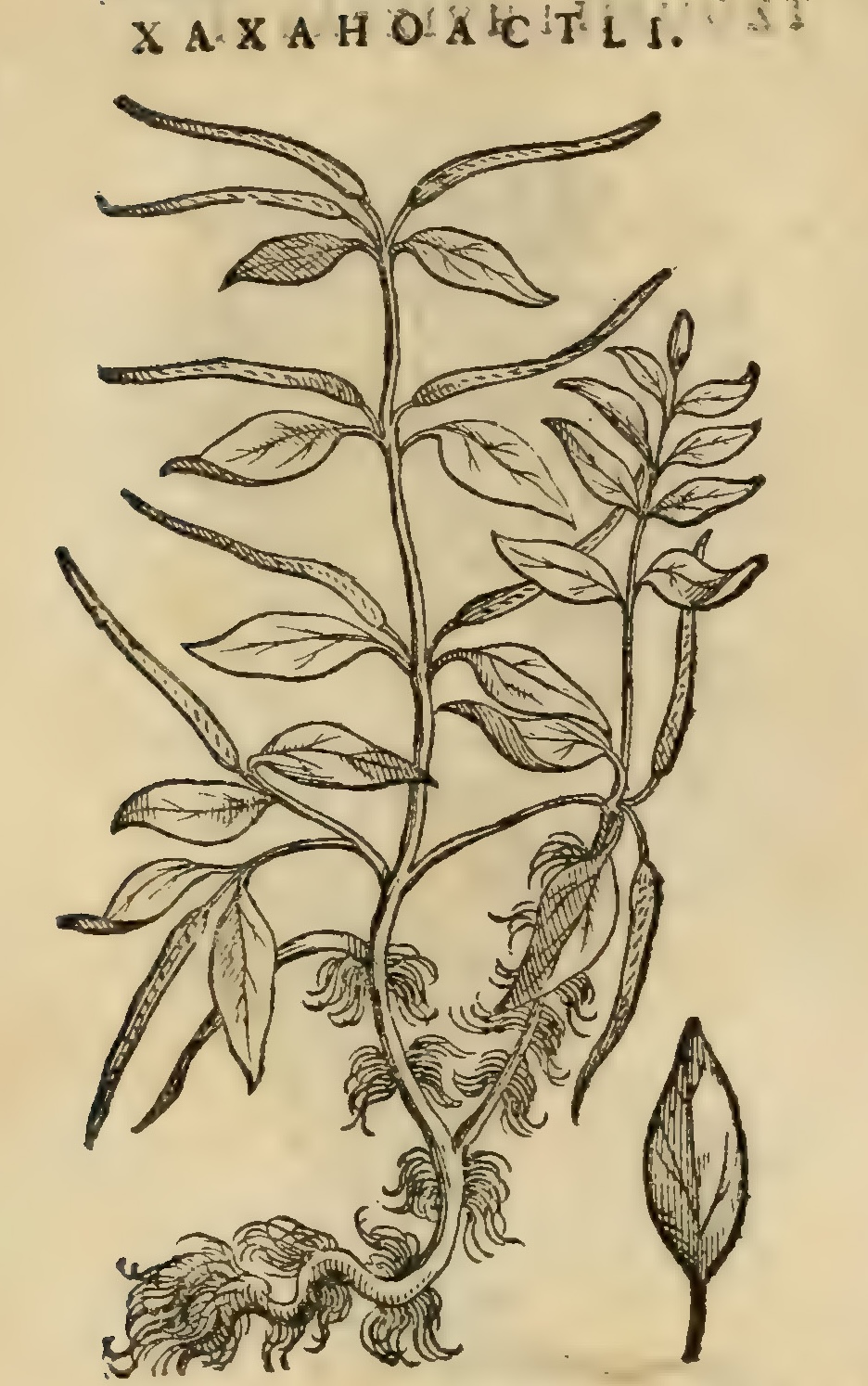Hernández XI 438v, xaxahuactli