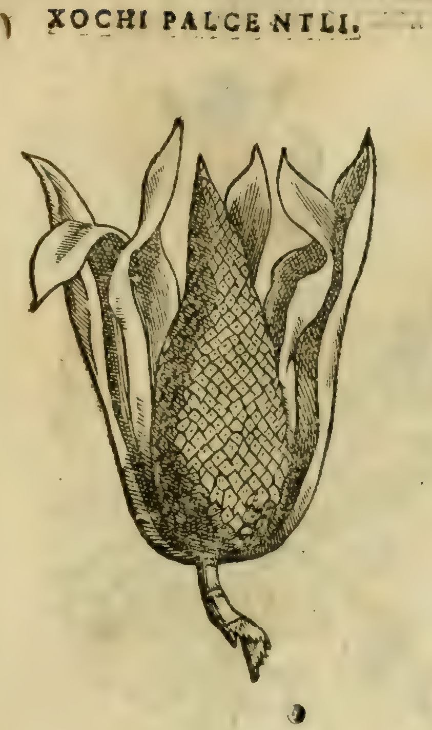 Hernández XI 439r, xochi palcentli