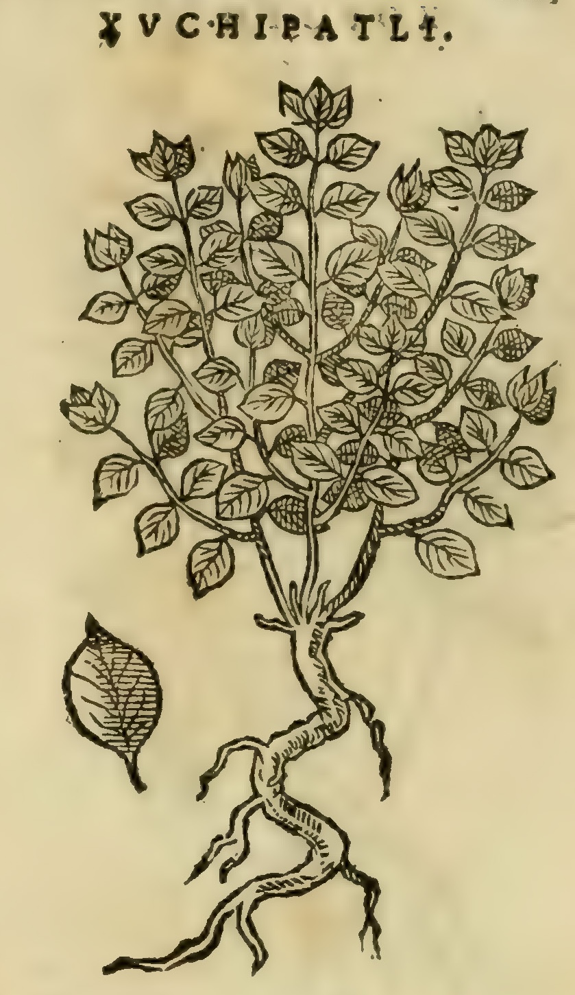Hernández XI 439r, xuchipatli