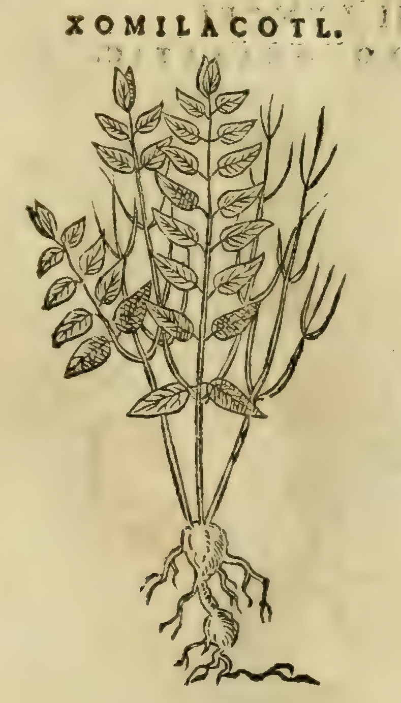 Hernández XI 439r, xomilacotl