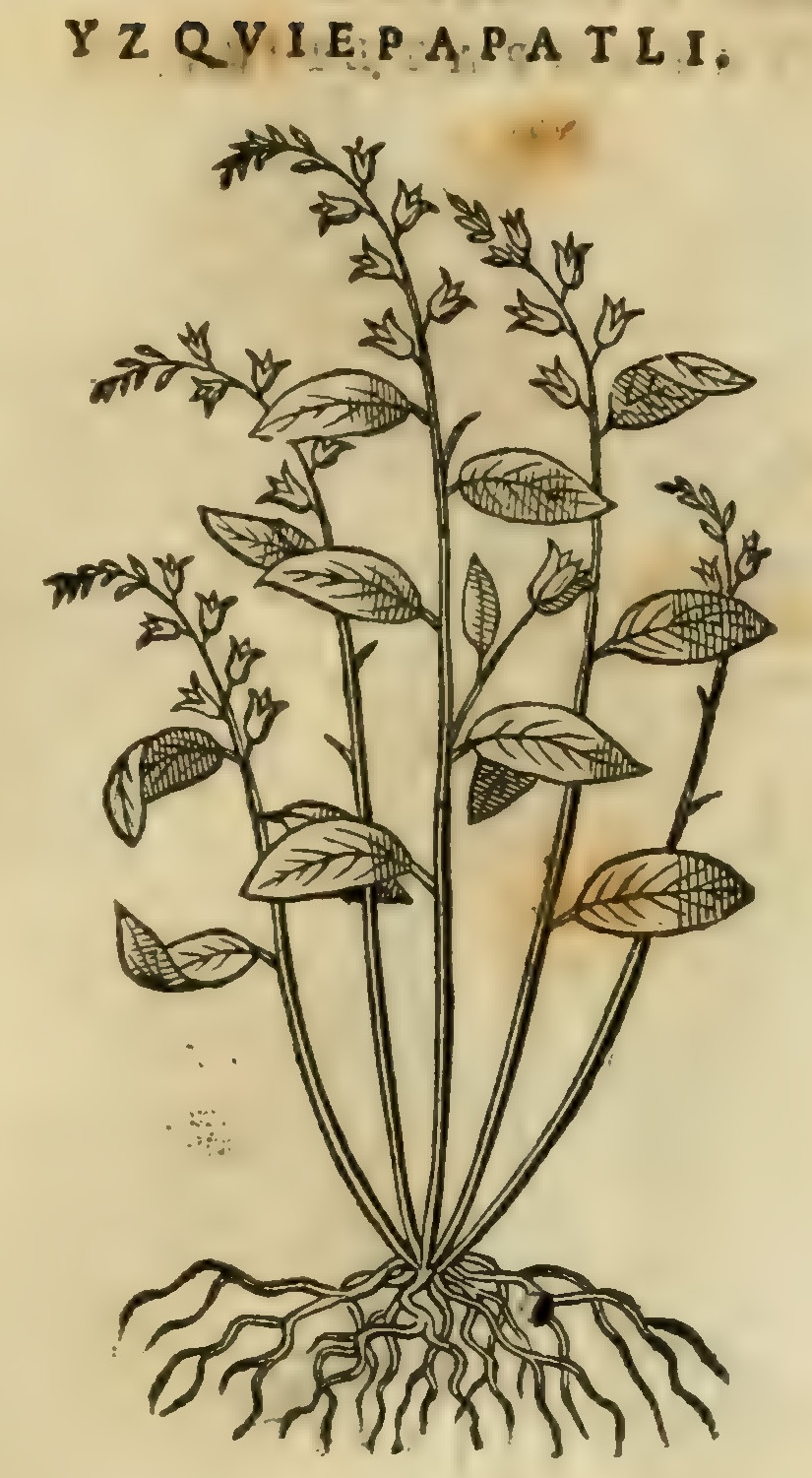 Hernández XI 449r, izquiepapatli