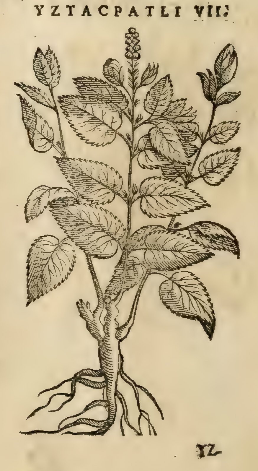 Hernández XI 450v, iztacpatli vii