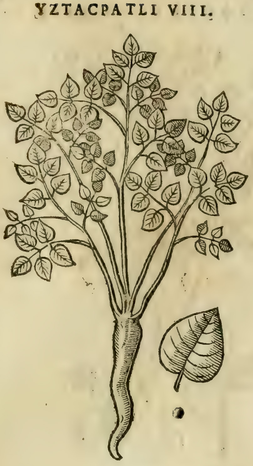 Hernández XI 451r, iztacpatli viii