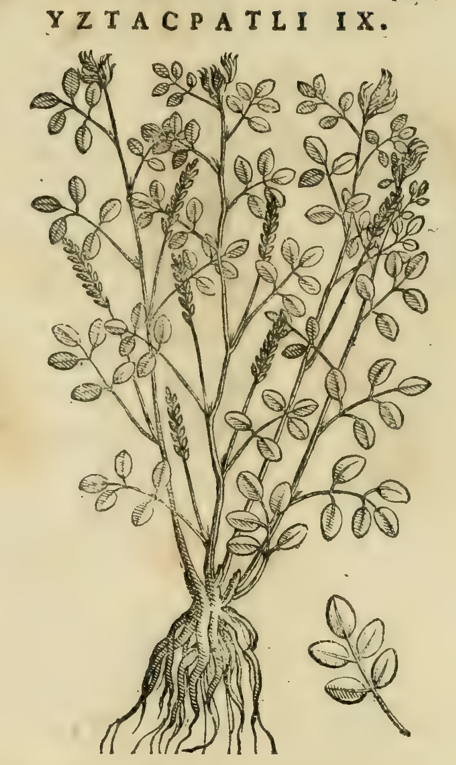 Hernández XI 451r, iztacpatli ix