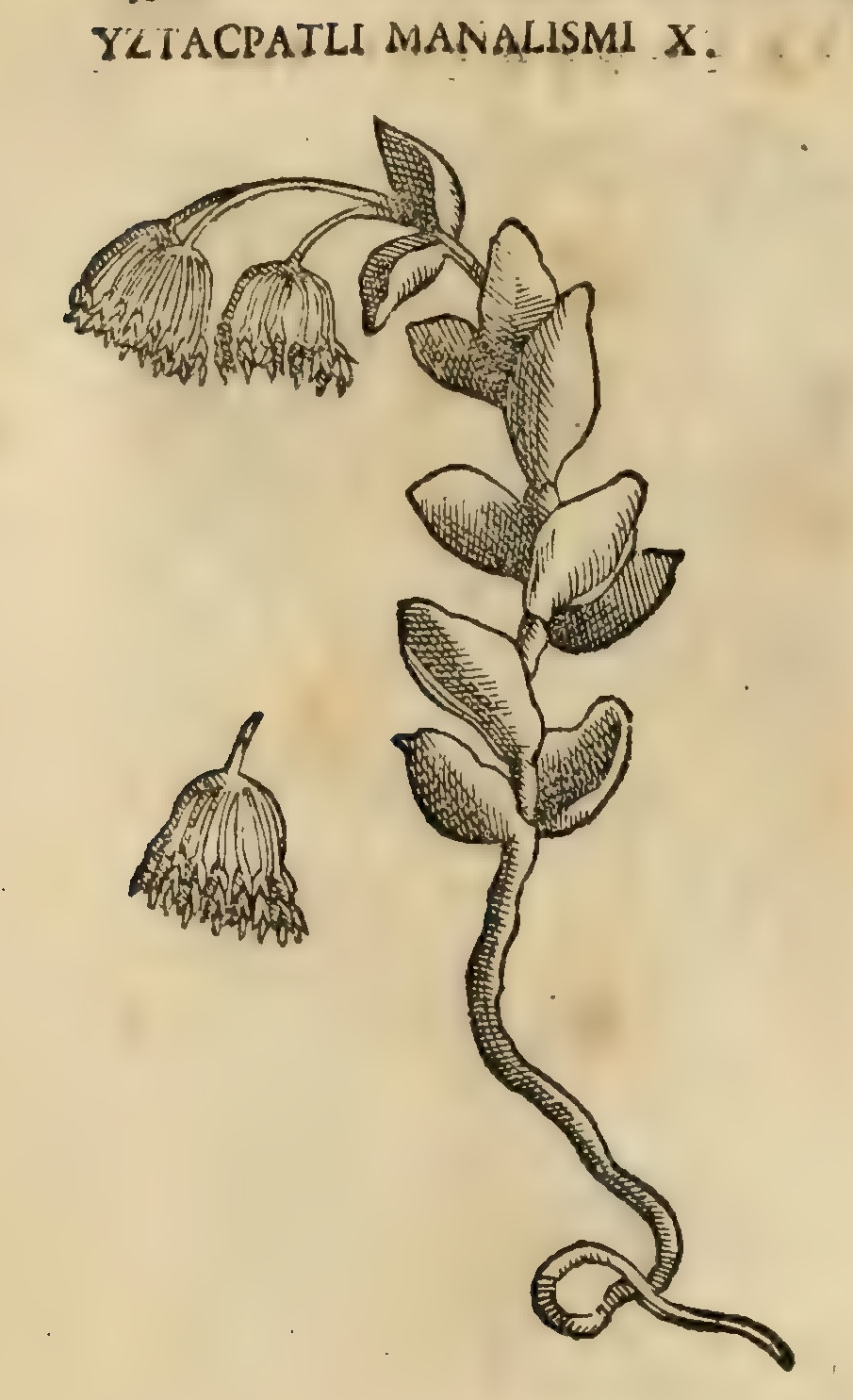 Hernández XI 452v, iztacpatli manalismi x