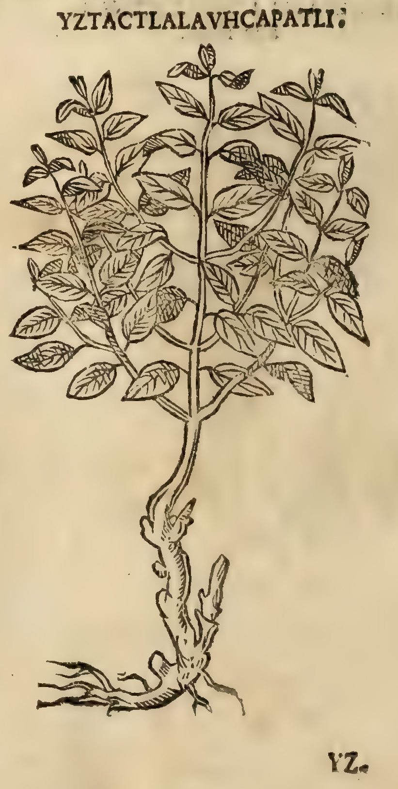 Hernández XI 452v, iztactlalauhcapatli