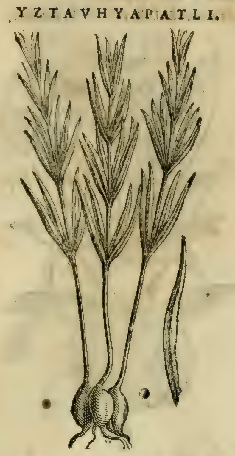 Hernández XI 453r, iztauhyapatli