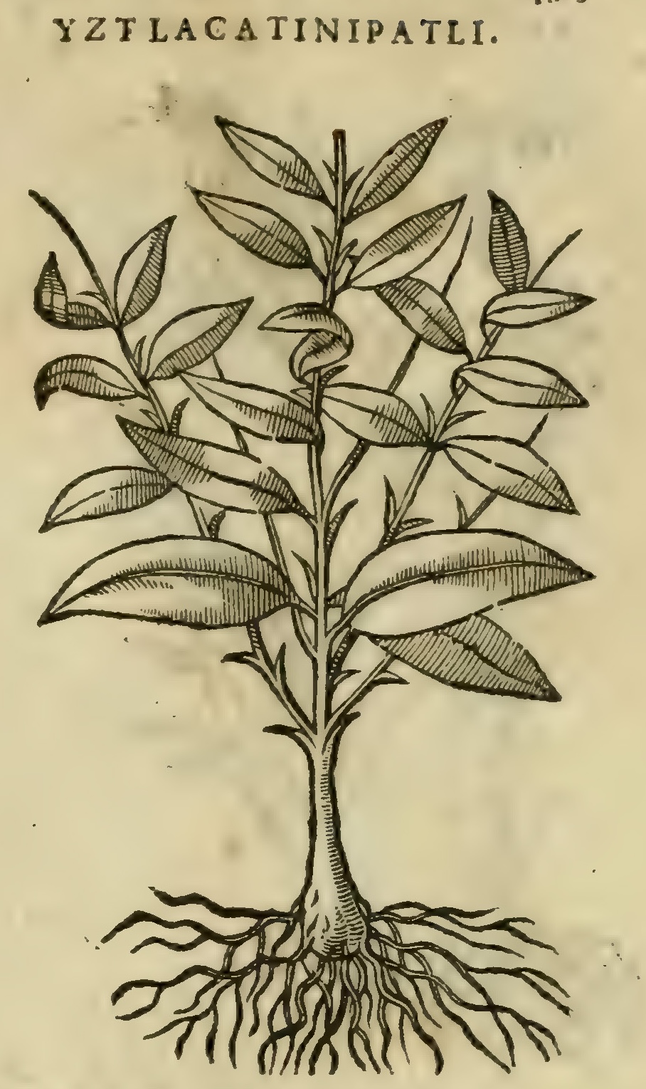 Hernández XI 453r, iztlacatinipatli