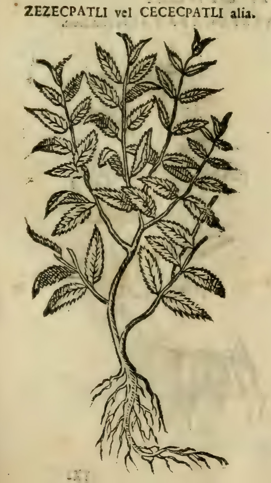Hernández XI 453r, zezecpatli, cececpatli