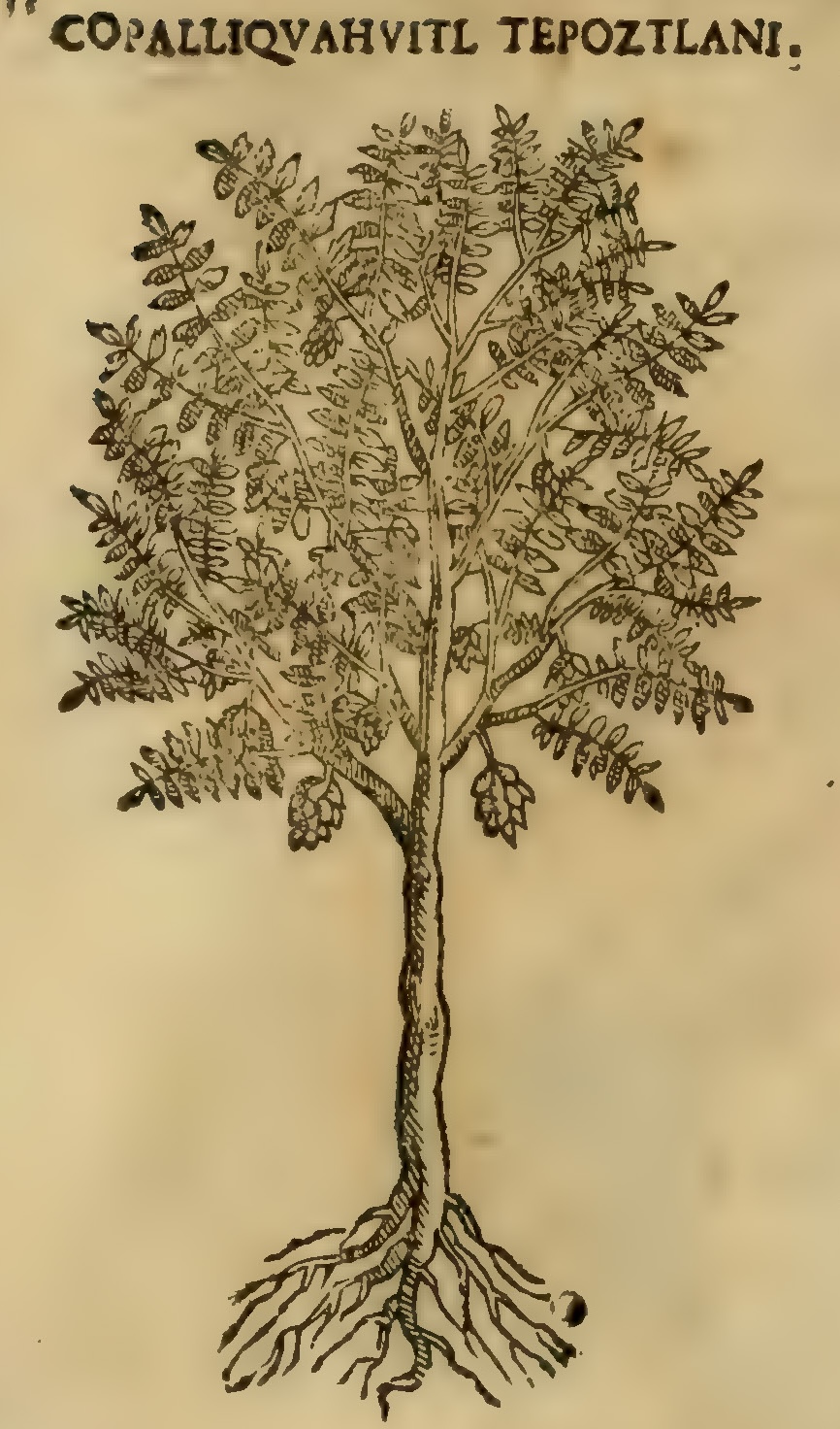 Hernández XI 455r, copalicuahuitl tepoztlani