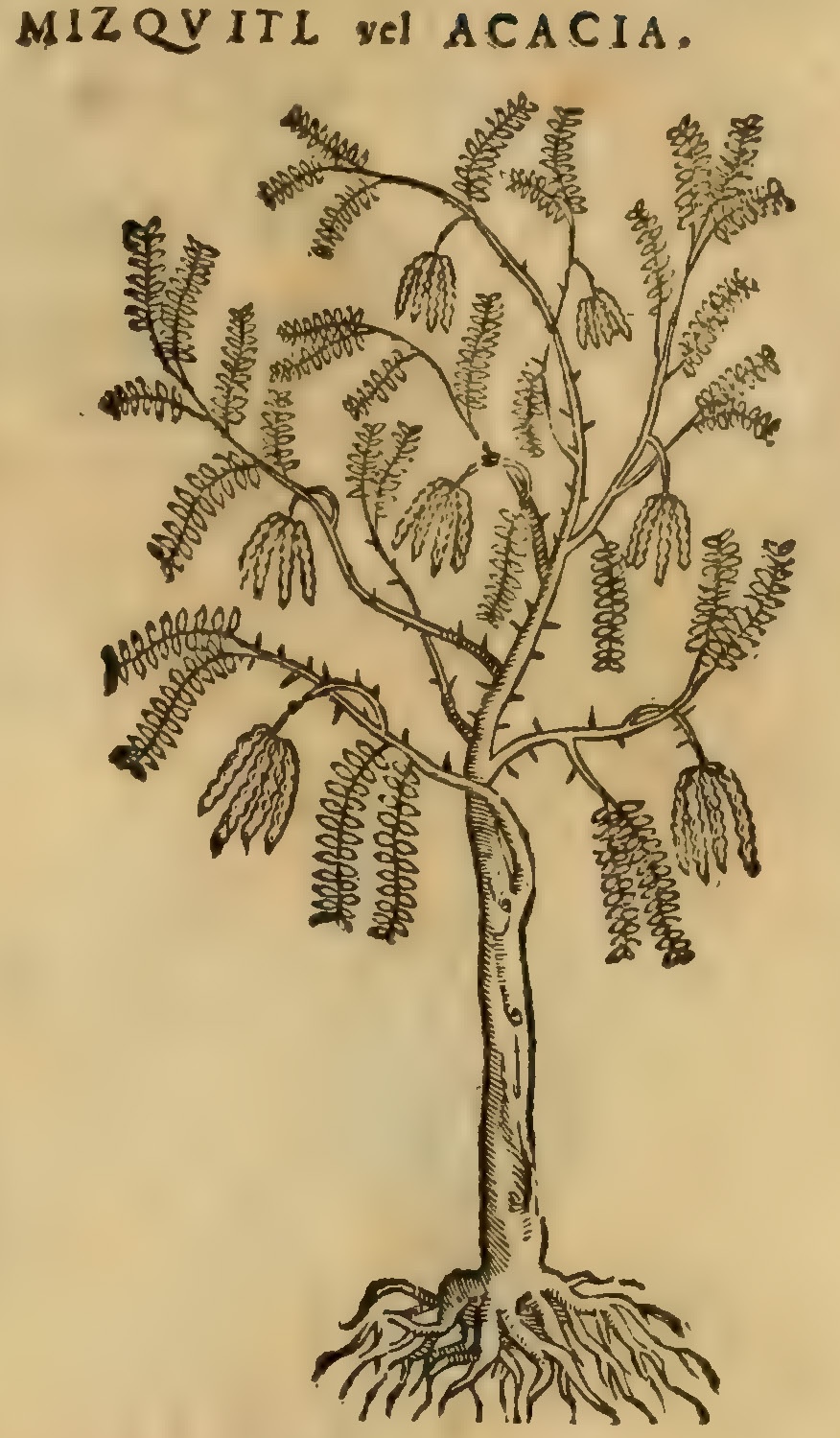 Hernández XI 455r, mizcuitl, acacia