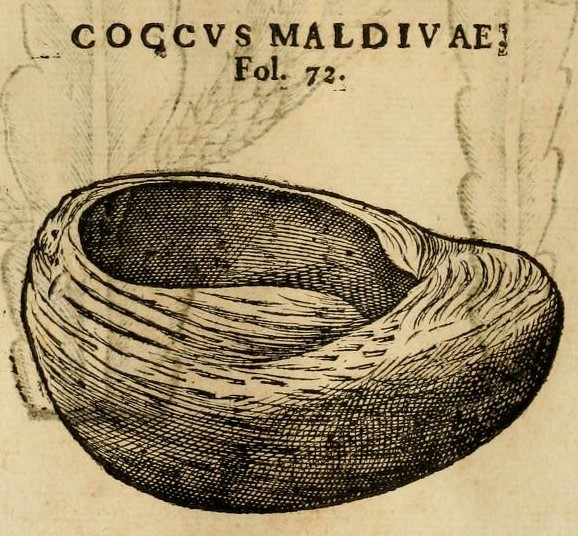 Hernández XI 458v, coccvs maldivae