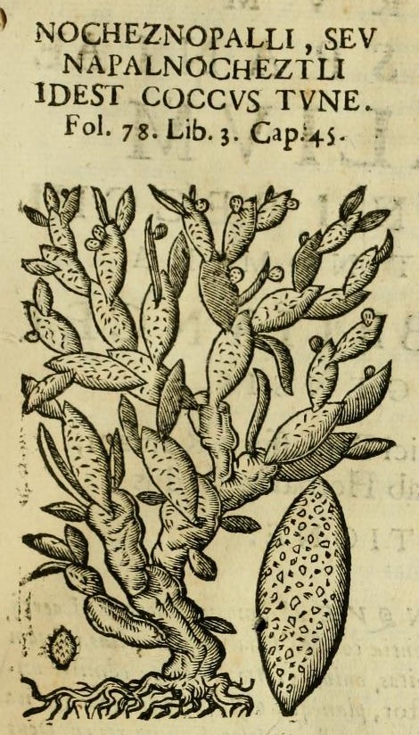 Hernández XI 459r, nocheznopalli