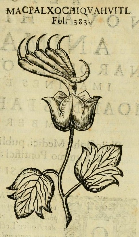 Hernández XI 459r, macpalxochiquahuitl