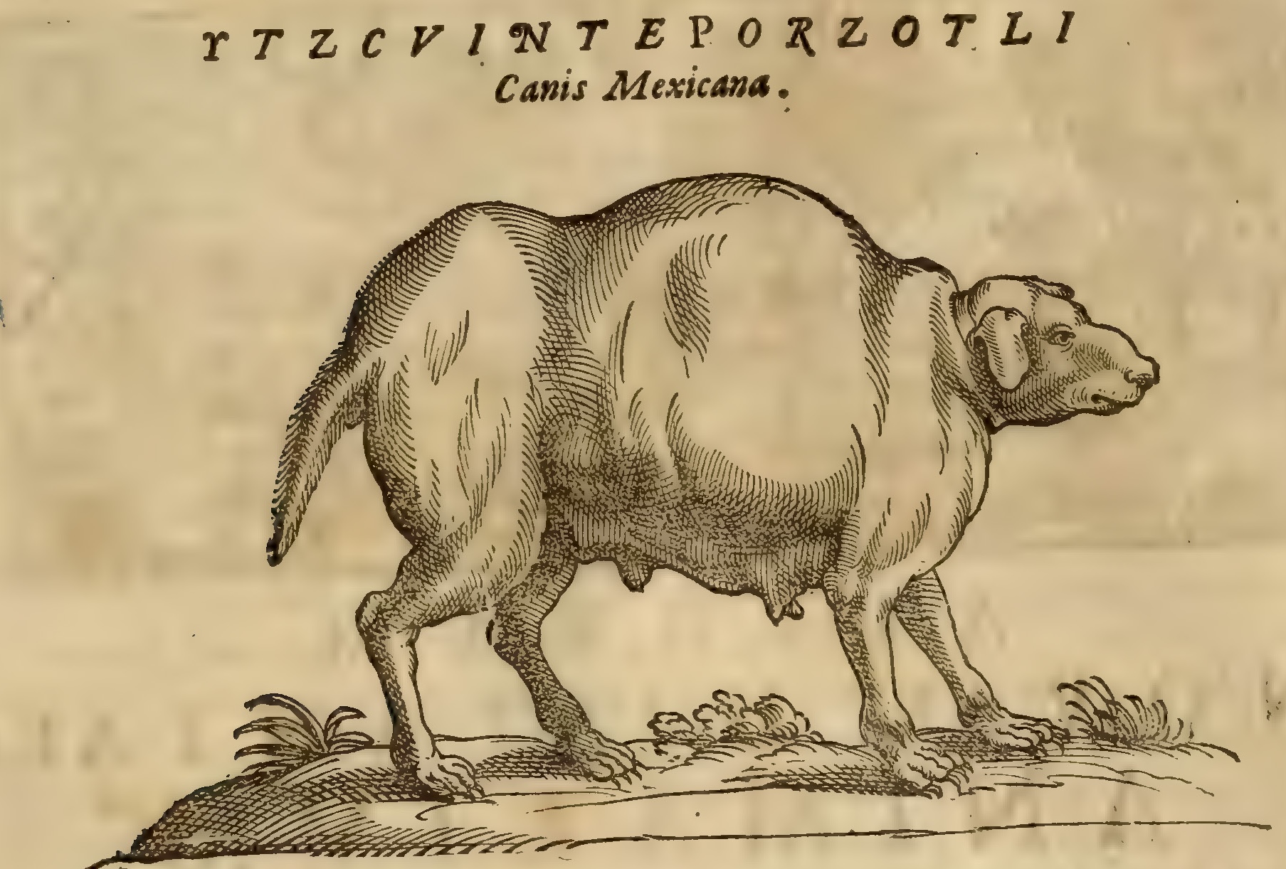 Hernández XII 466v, itzcuintepotzotli