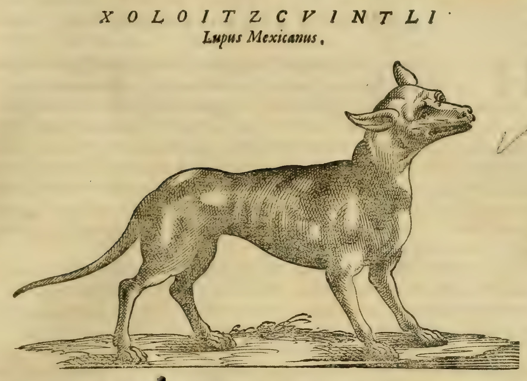 Hernández XII 479r, xoloitzcuintli
