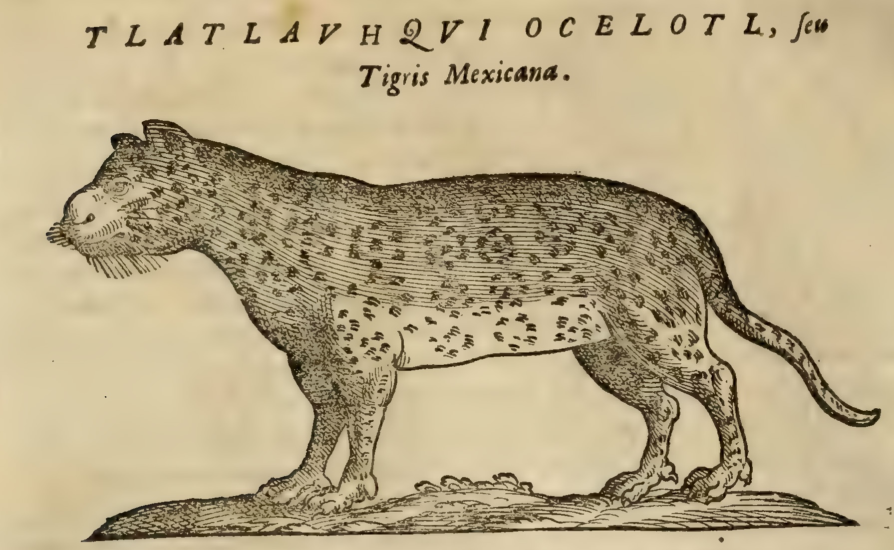 Hernández XII 498v, tlatlauhqui ocelotl