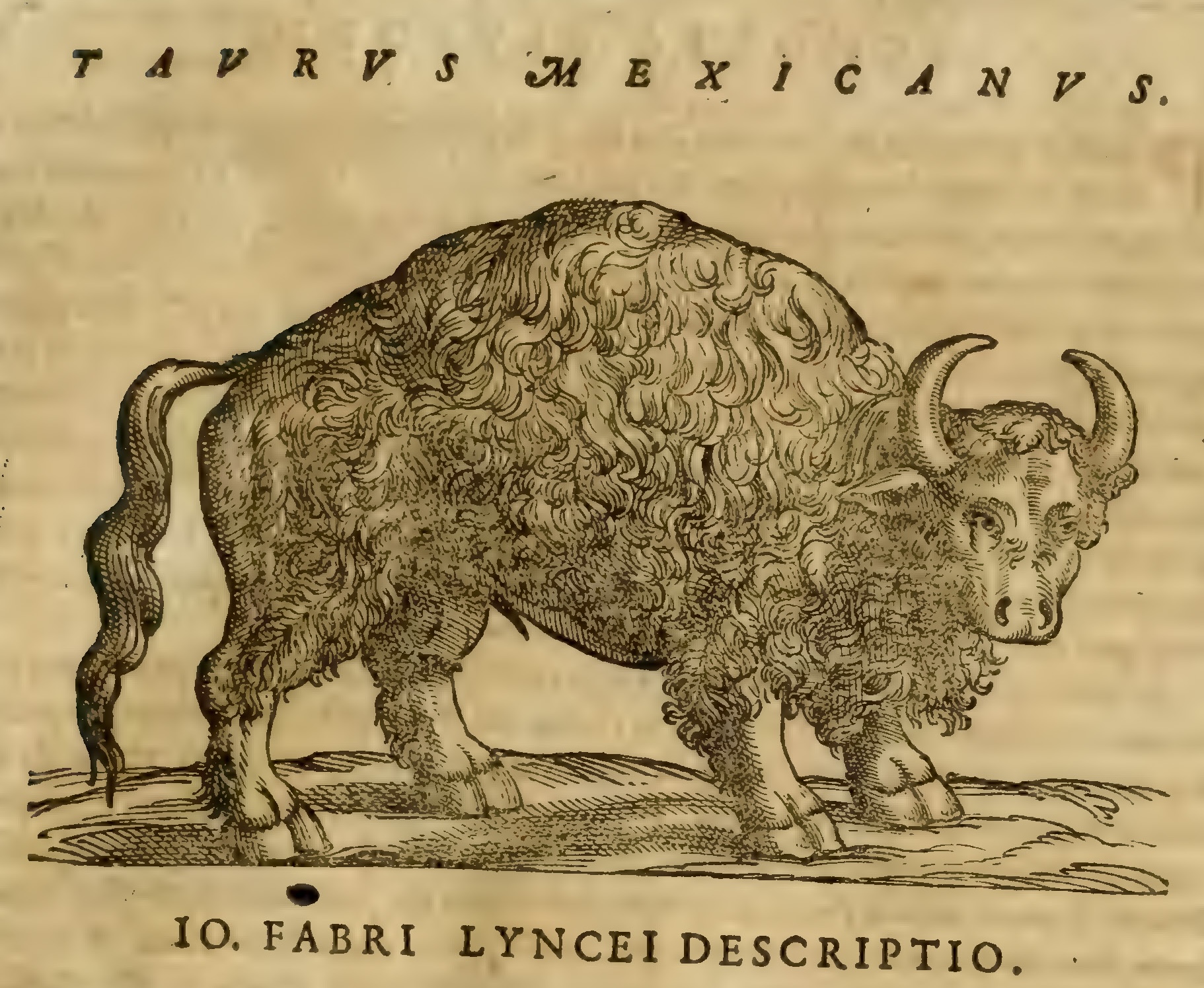 Hernández XII 587r, taurus