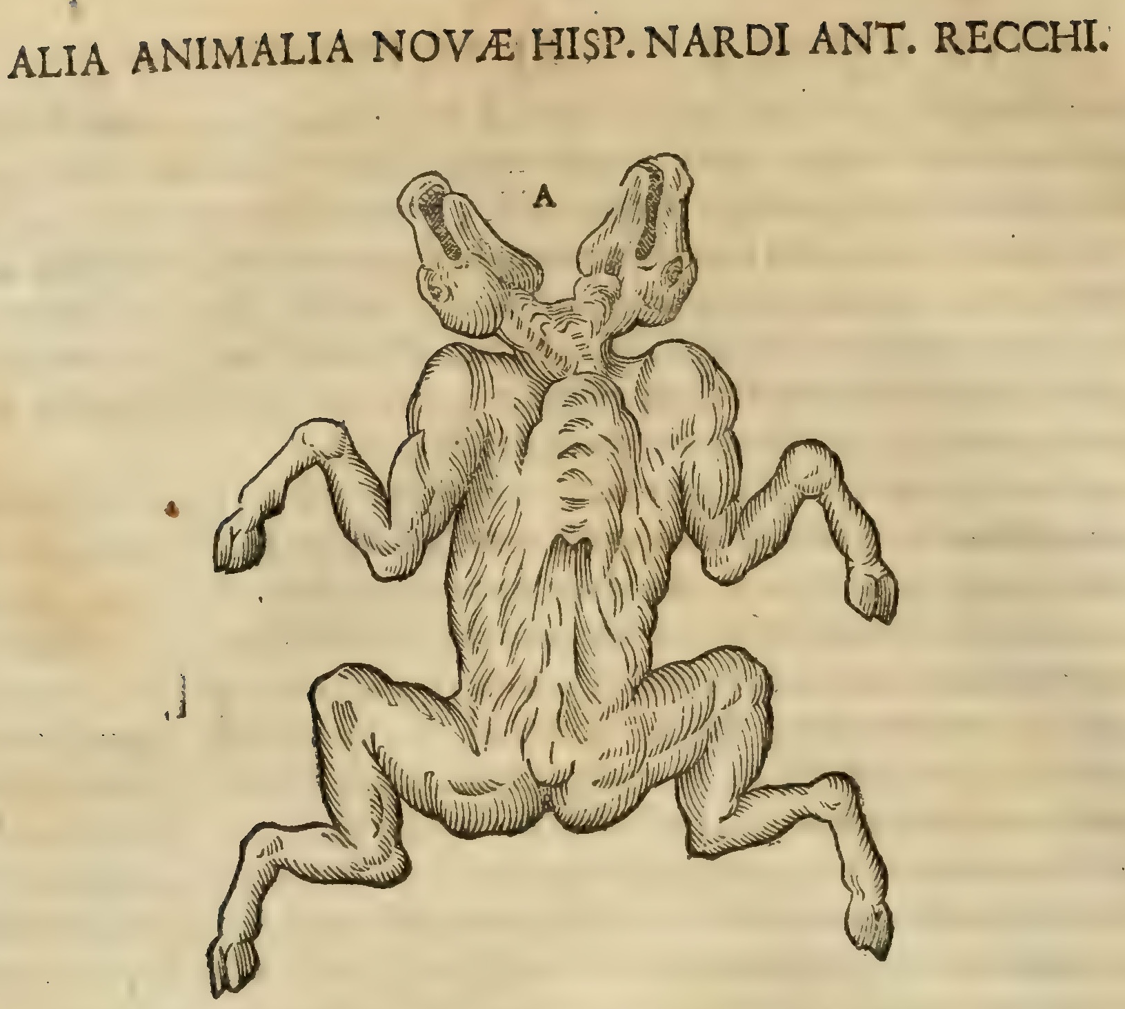 Hernández XII 626v, vitulus monstrosus biceps