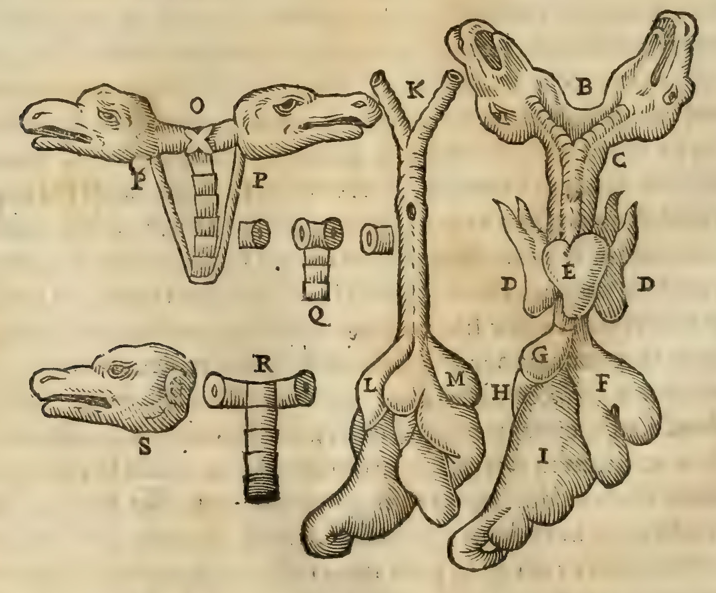 Hernández XII 626v, vitulus monstrosus biceps
